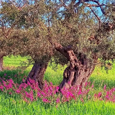 לינה וארוחת בוקר Nella
